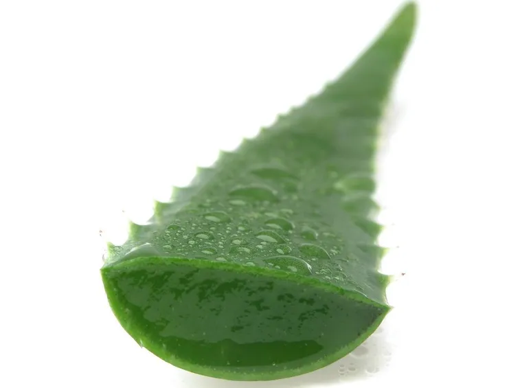 succo aloe