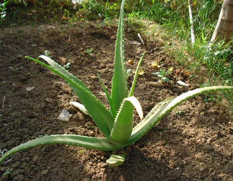 aloe gel