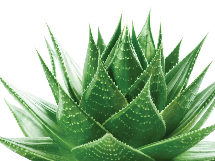 Pianta di aloe vera