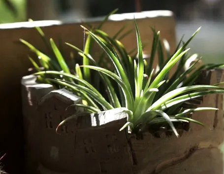 Aloe vera in casa