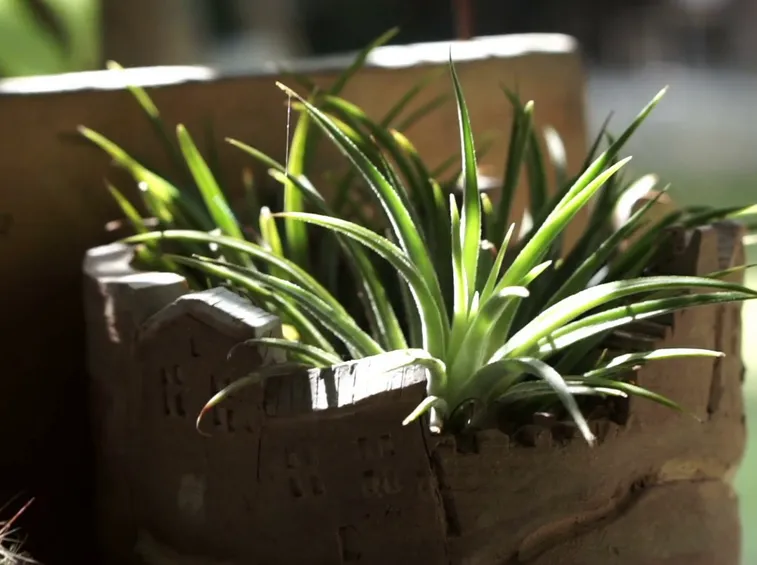 Aloe vera in casa