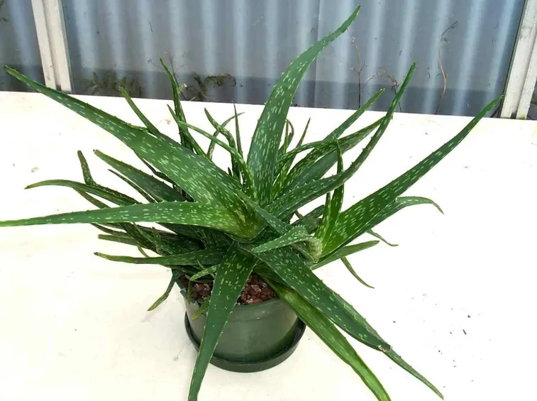 Una pianta di aloe molto rigogliosa