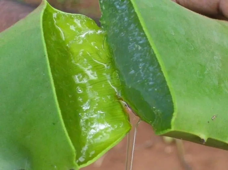 estratto aloe