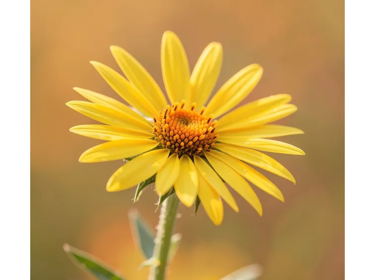 arnica