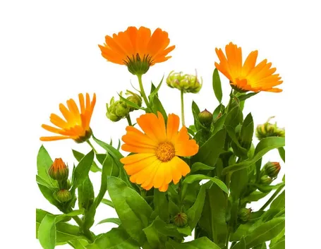 Crema calendula