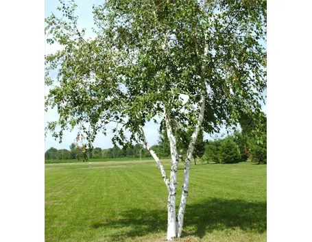 betulla
