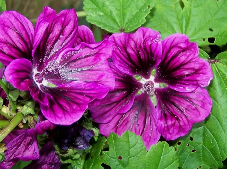 malva