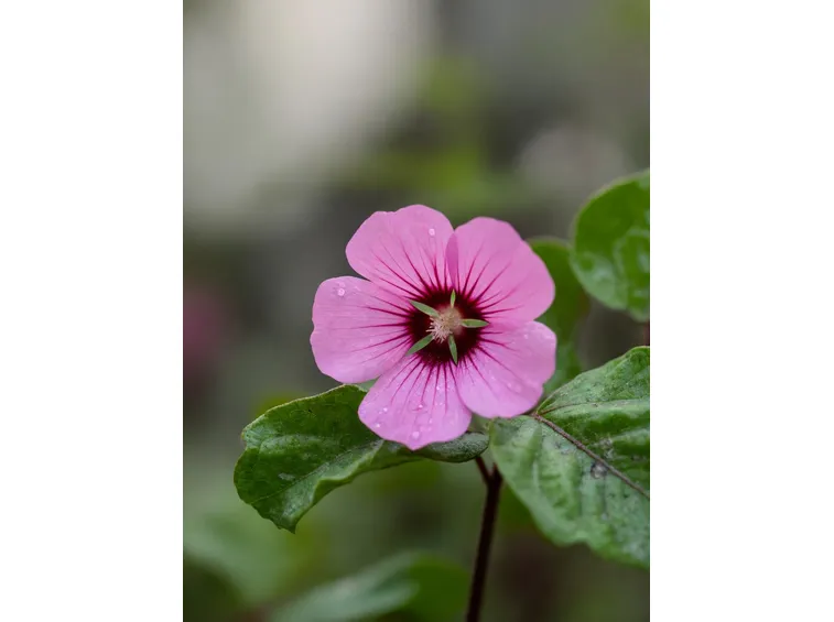 Proprietà curative della Malva