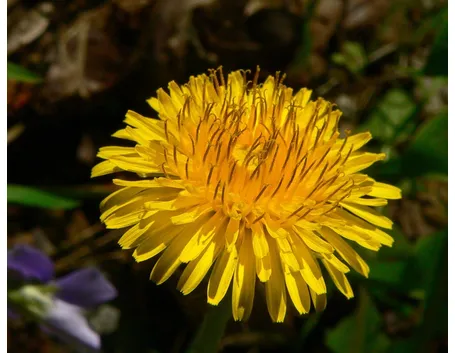 Il fiore di tarassaco