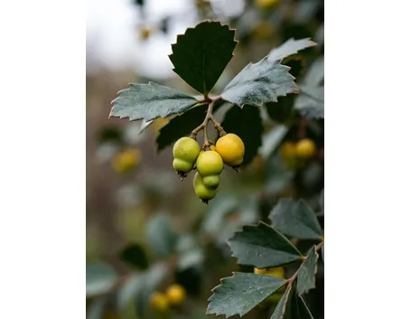 Mahonia
