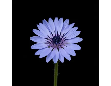 Fiordaliso