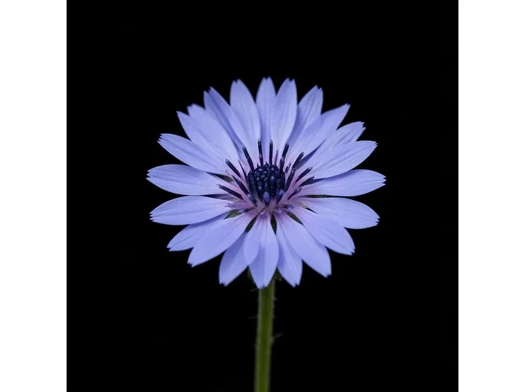 Fiordaliso