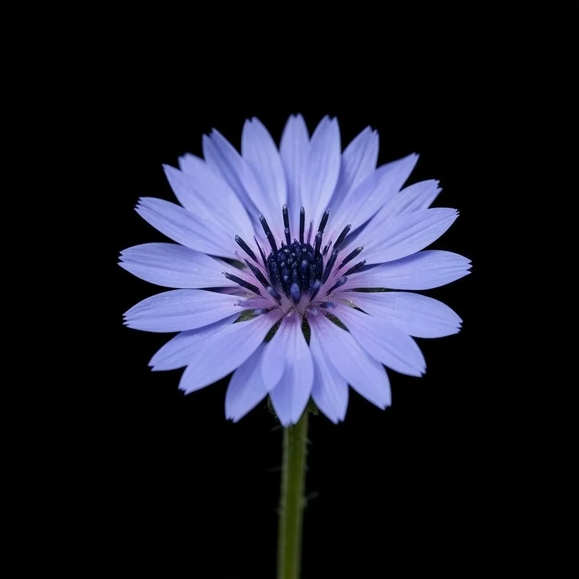 Fiordaliso