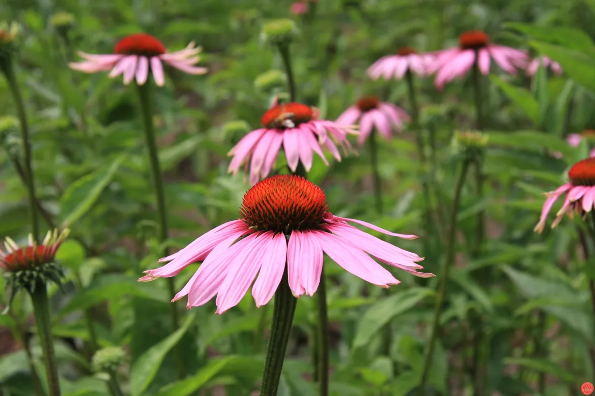 Echinacea purpurea