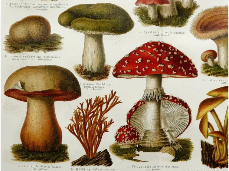 Illustrazione di alcuni funghi, tra i quali si trova l'Amanita muscaria