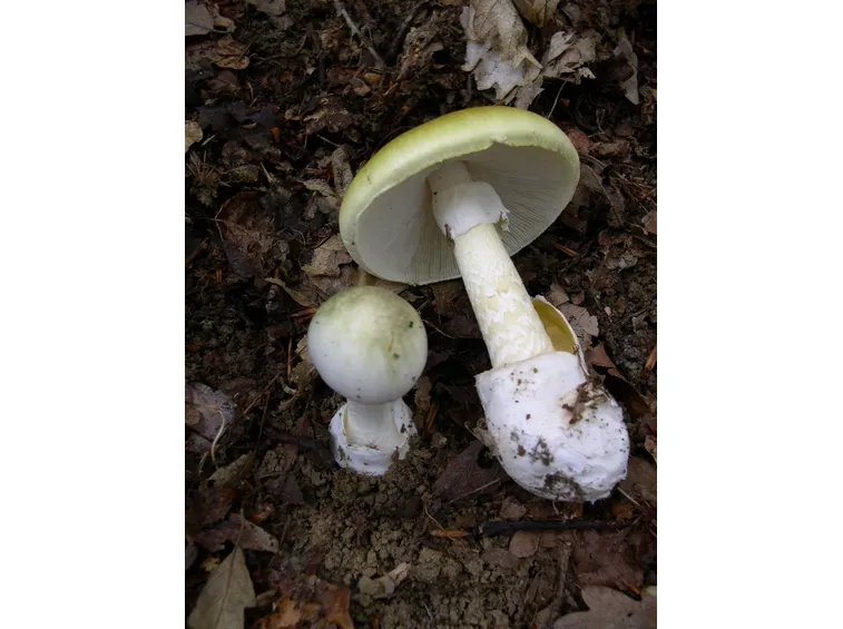 L' amanita phalloides
