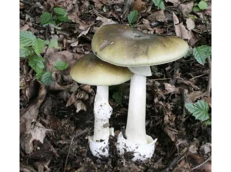 Amanita phalloides in bosco di conifere