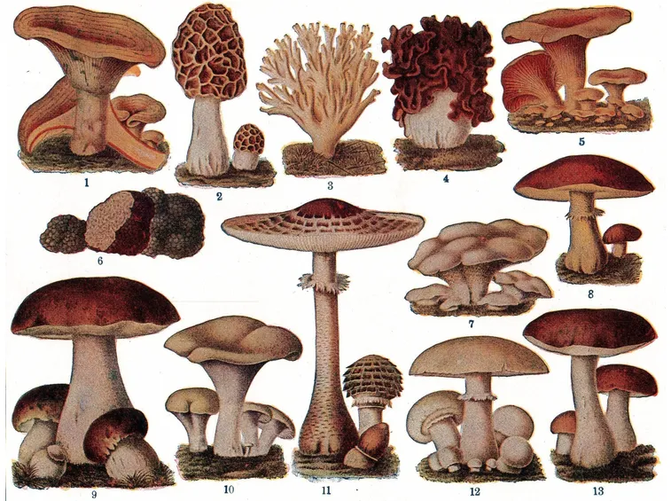 Illustrazione botanica di vari tipi di funghi commestibili