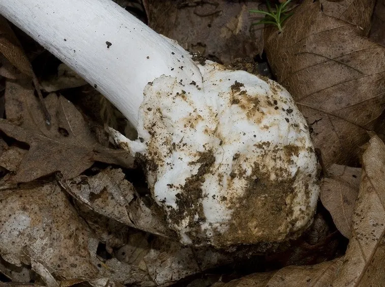 La ben evidente volva dell'Amanita verna