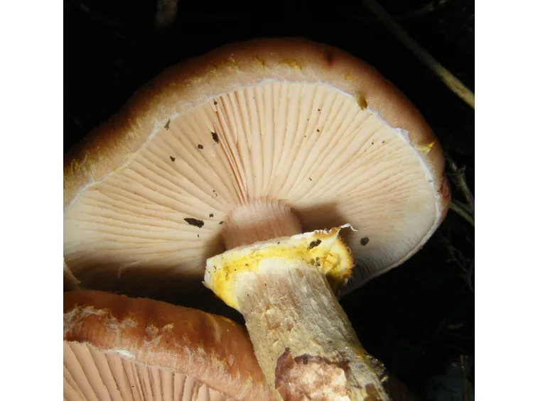 L'anello che dà all'Armillaria mellea il suo nome
