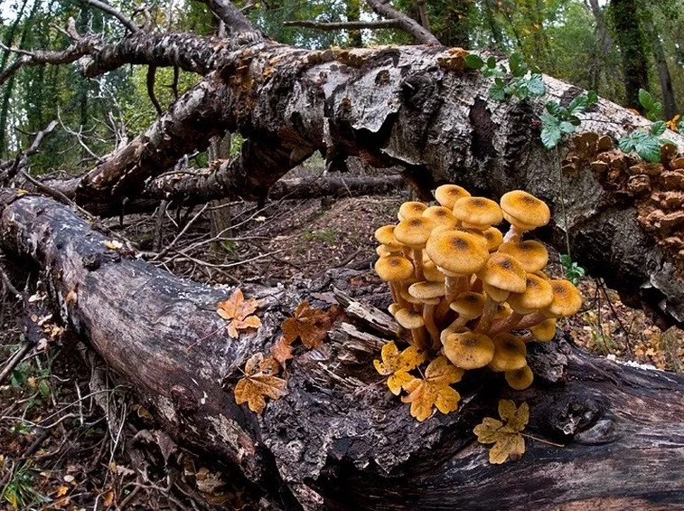 L'Armillaria mellea si sviluppa spesso su tronchi morti
