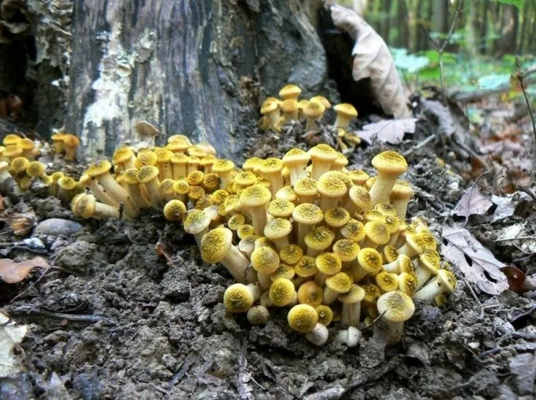 Gruppo di funghi Armillaria gallica, facilmente confondibili con l'Armillaria mellea