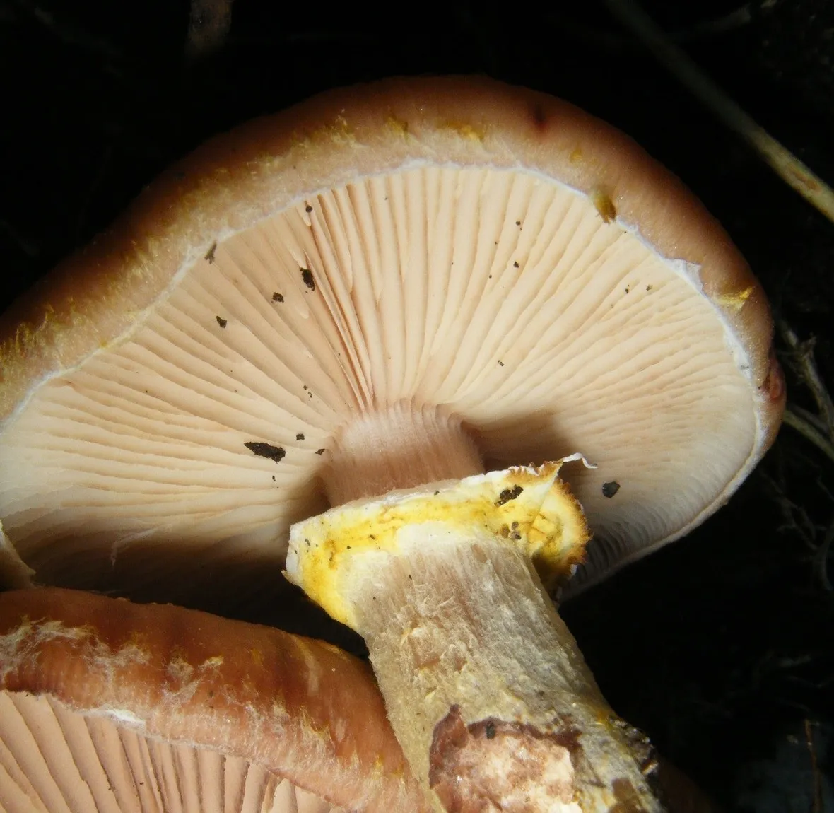 L'anello che dà all'Armillaria mellea il suo nome