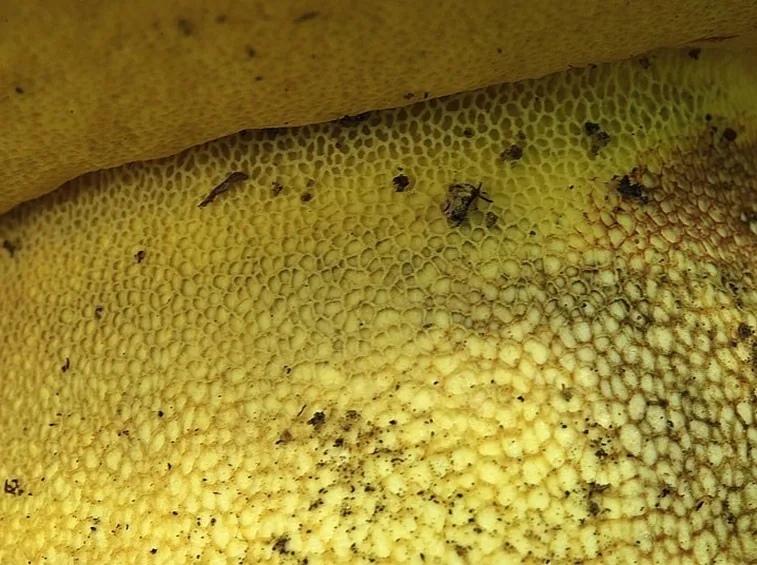 I tubuli e la reticolatura giallo oro del gambo del boletus regius