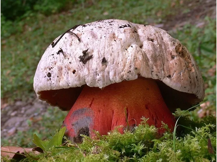 Un esemplare di Boletus satanas