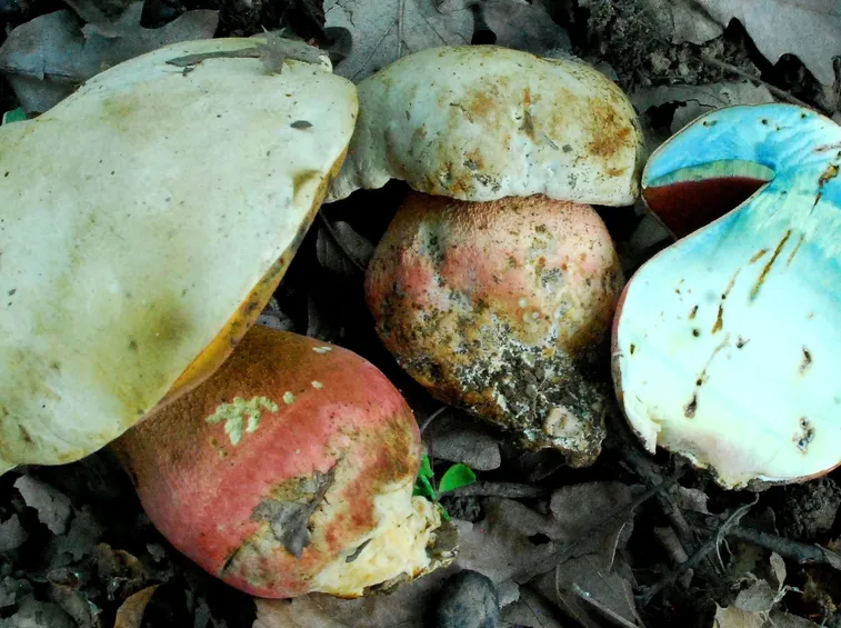 Le carni del Boletus satanas che diventano blu