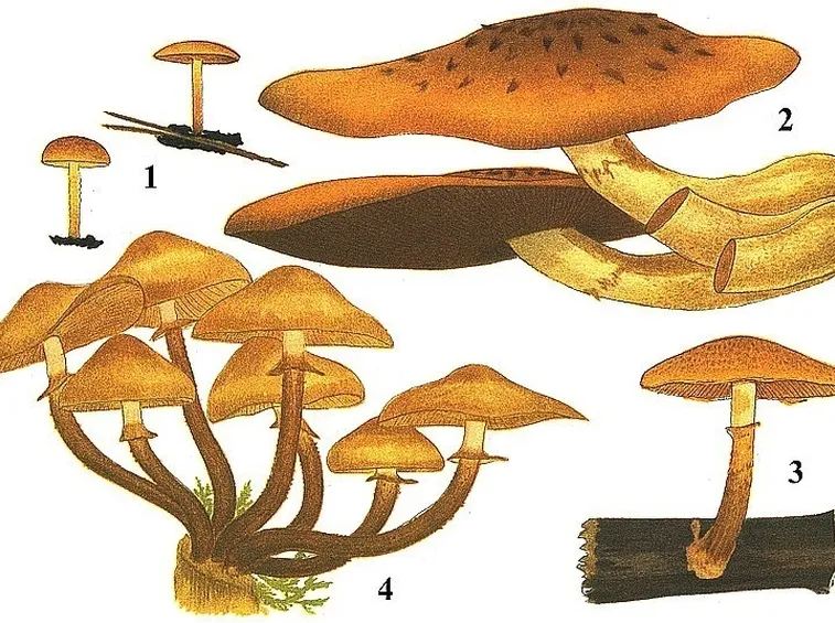 Illustrazione botanica di Kuehneromyces mutabilis