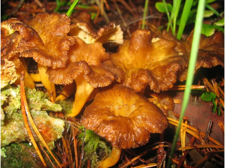 Alcuni esemplari di Cantharellus lutescens