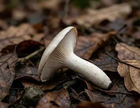 Un esemplare di Clitocybe geotropa