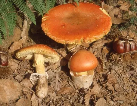 Funghi cocco