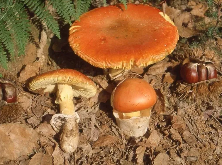 Funghi cocco