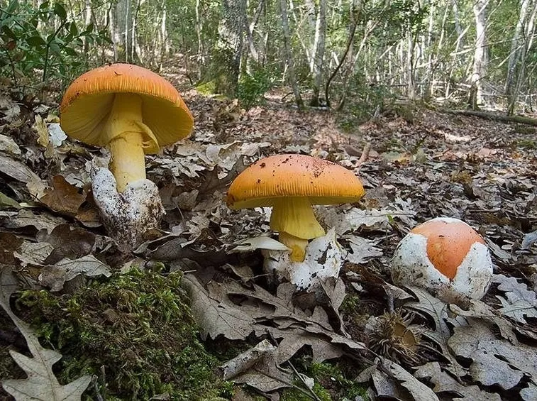 Amanita caesarea o cocco che dir si voglia