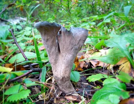 Un esemplare di Craterellus cornucopioides
