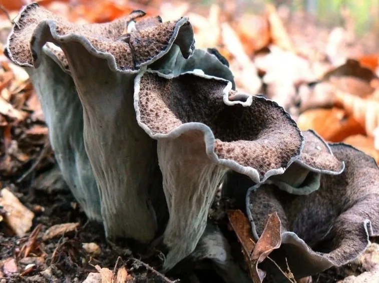 Il caratteristico aspetto imbutiforme del cappello del Craterellus cornucopioides