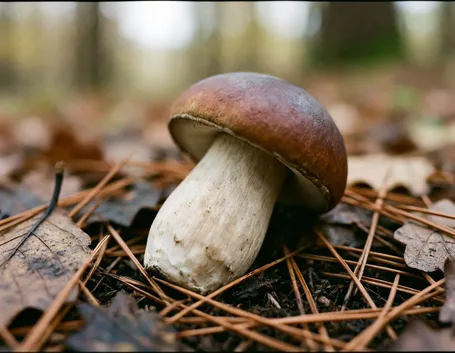 Esempio di Edulis Boletus
