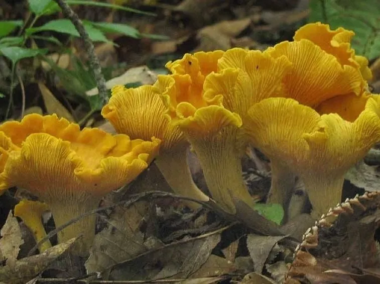 Esemplari di Cantharellus cibarius