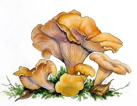 Illustrazione botanica del cantharellus cibarius detto giallino