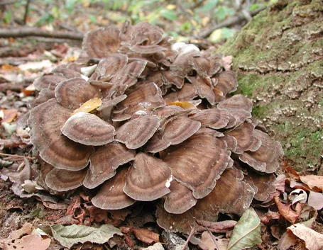 Un esemplare di grifola frondosa