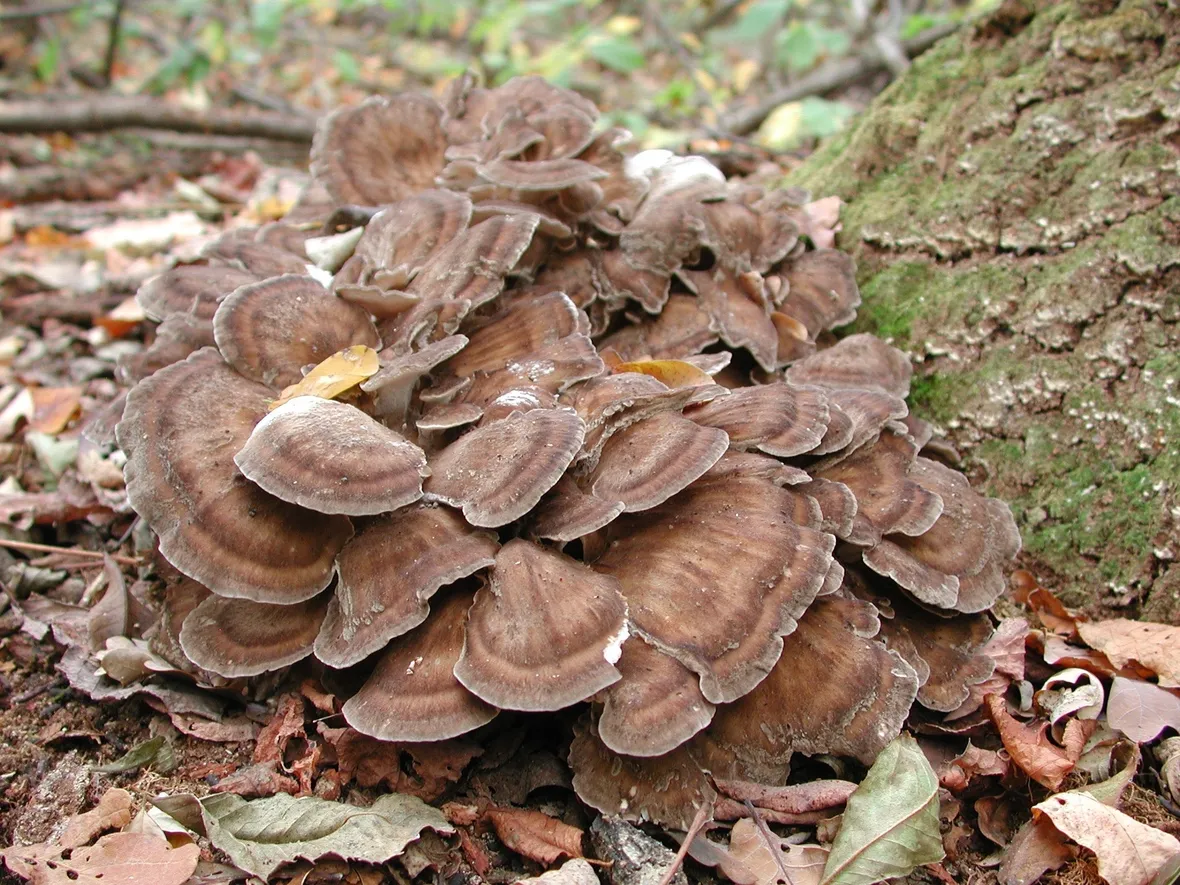Un esemplare di grifola frondosa