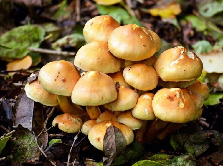 Un gruppetto di esemplari giovani di Hypholoma fasciculare, dei quali si nota la somiglianza con il fungo chiodino