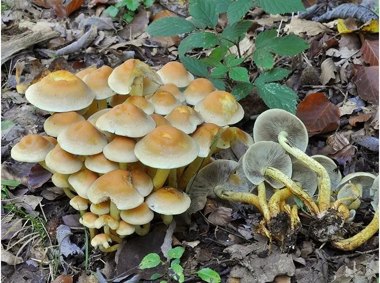 Esemplari di Hypholoma fasciculare in età più adulta