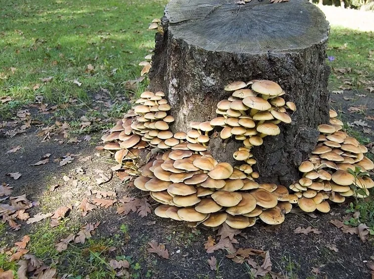 Hypholoma fasciculare cresciuto su un tronco morto