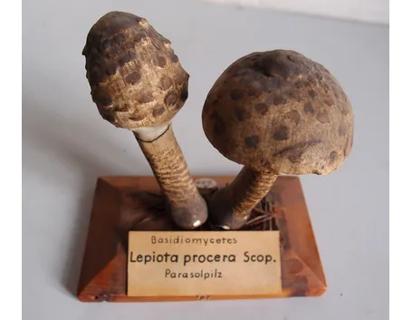 Un modello di Macrolepiota procera