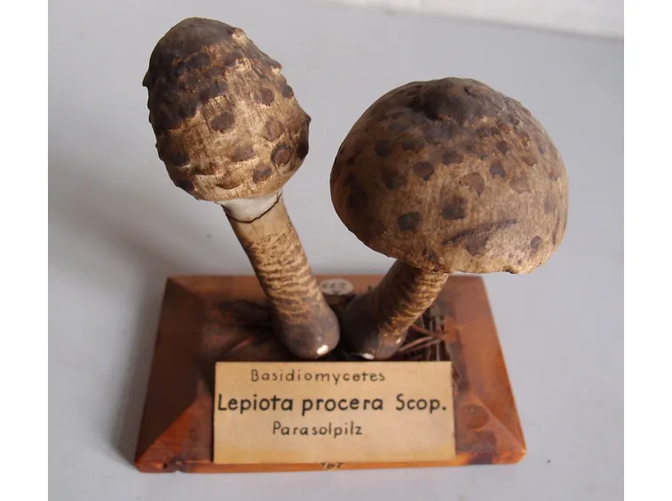 Un modello di Macrolepiota procera