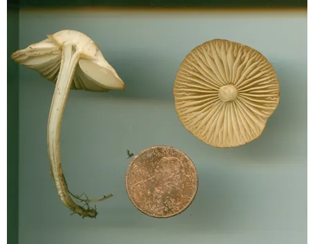 Un esemplare di Marasmius oreades, paragonato ad una monetina