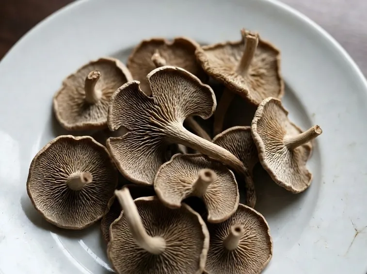 Marasmius oreades essiccati